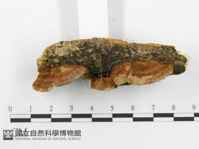 登錄號:F0002741藏品圖，第9張