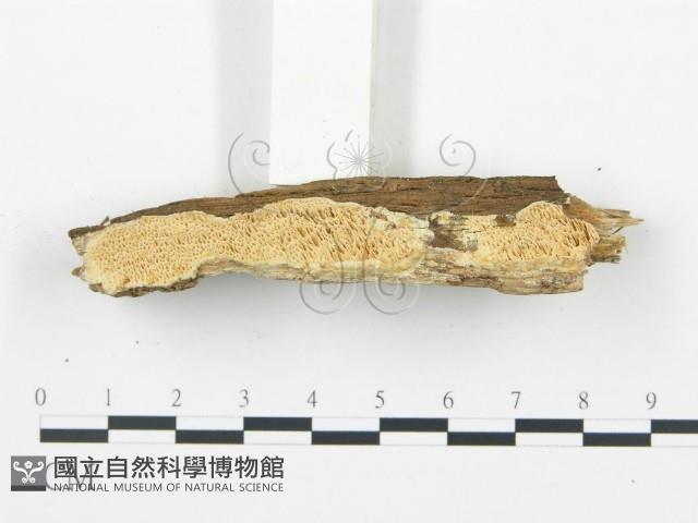 登錄號:F0003624藏品圖，第9張