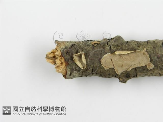 登錄號:F0010524藏品圖，第9張