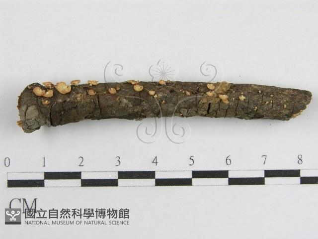 登錄號:F0005574藏品圖，第1張