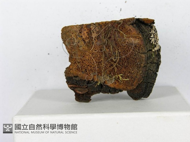 登錄號:F0014152藏品圖，第9張