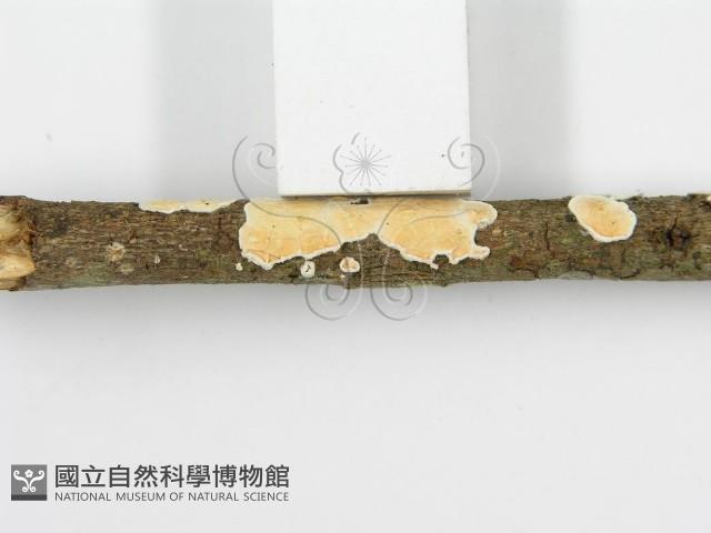 登錄號:F0015692藏品圖，第9張