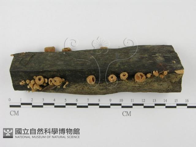 登錄號:F0001167藏品圖，第9張