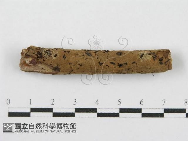 登錄號:F0012917藏品圖，第9張