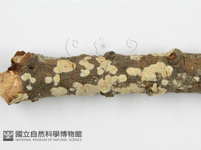 登錄號:F0010525藏品圖，第9張