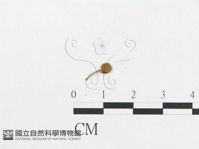 登錄號:F0019119藏品圖，第9張