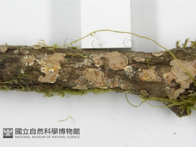 登錄號:F0013453藏品圖，第9張