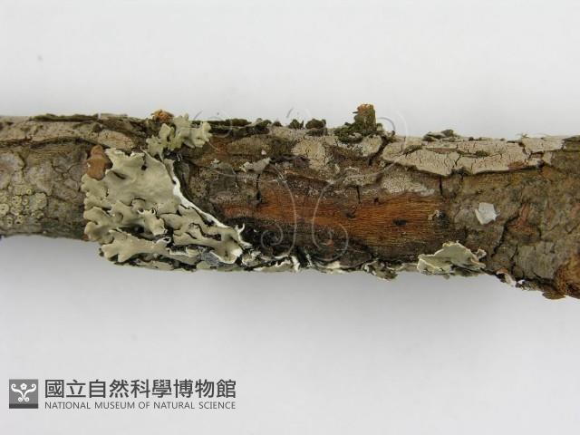 登錄號:F0015773藏品圖，第9張