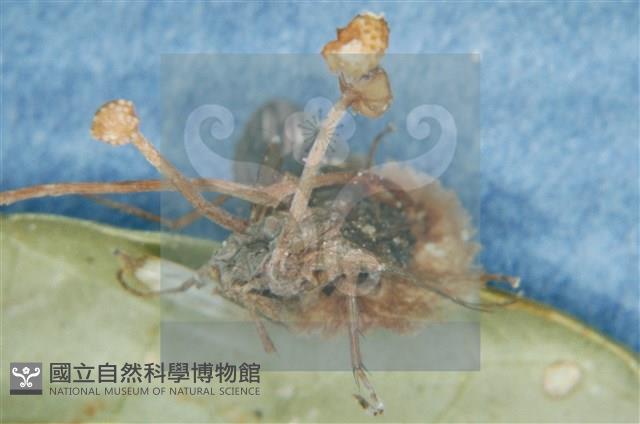 登錄號:F0010368藏品圖，第11張