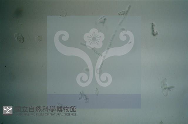 Accession Number:F0012872 Collection Image, Figure 10, Total 11 Figures