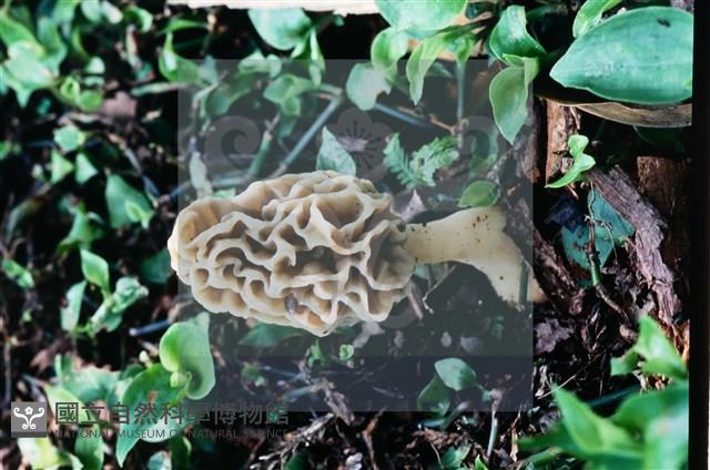 美味羊肚菌藏品圖，第11張