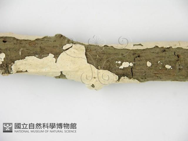 登錄號:F0001568藏品圖，第8張
