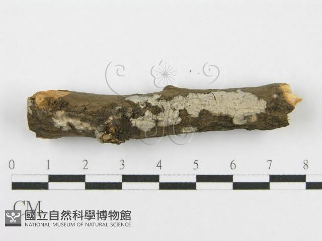 筍殼菌屬藏品圖，第8張