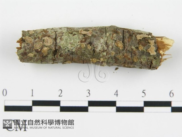 登錄號:F0015508藏品圖，第8張