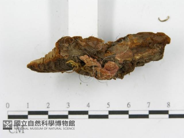 登錄號:F0016488藏品圖，第8張