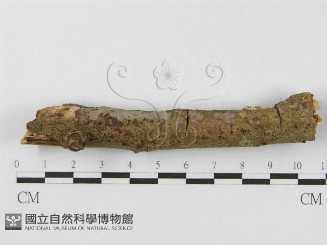 登錄號:F0012838藏品圖，第8張