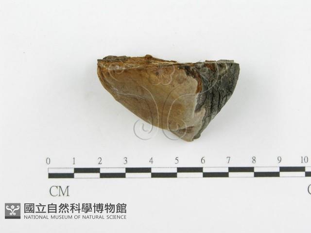 登錄號:F0017660藏品圖，第8張