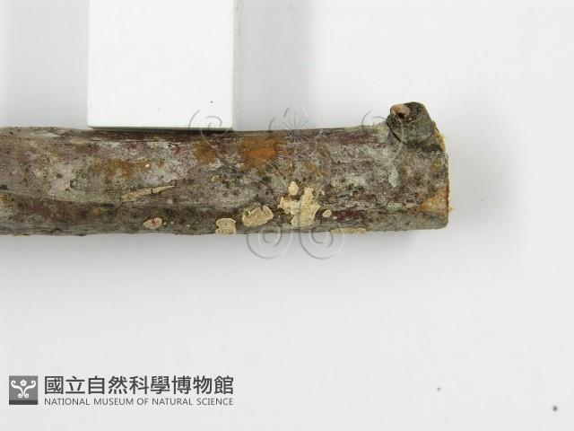 登錄號:F0004310藏品圖，第8張