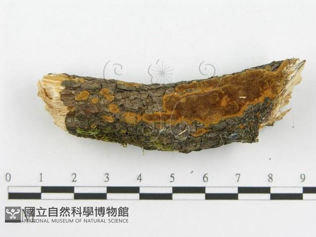 登錄號:F0014150藏品圖，第8張