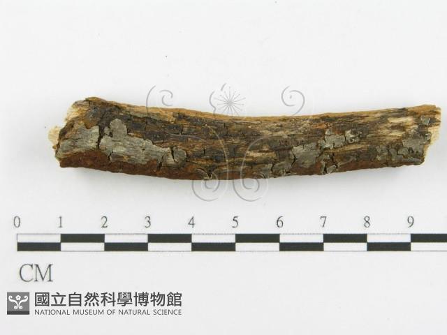 登錄號:F0017230藏品圖，第8張