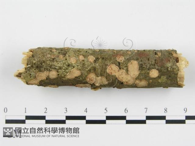 登錄號:F0003170藏品圖，第8張