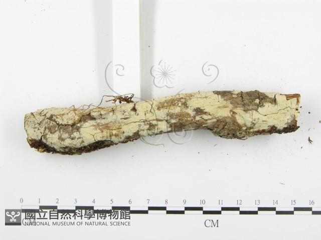 登錄號:F0003116藏品圖，第8張