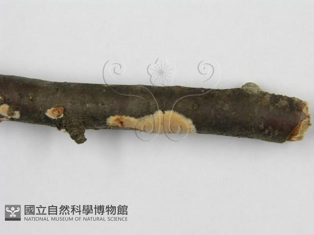 登錄號:F0012086藏品圖，第8張