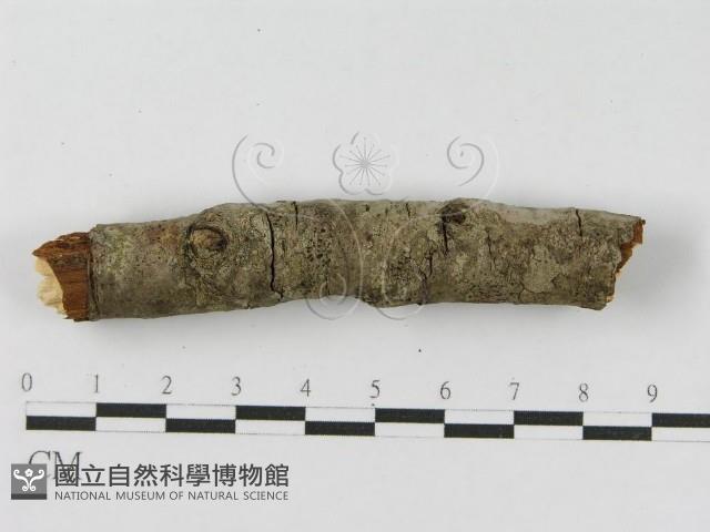 登錄號:F0010476藏品圖，第8張