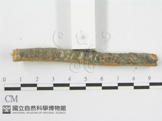 登錄號:F0002521藏品圖，第8張