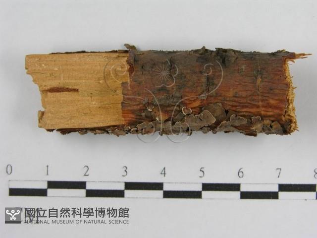 登錄號:F0004501藏品圖，第8張