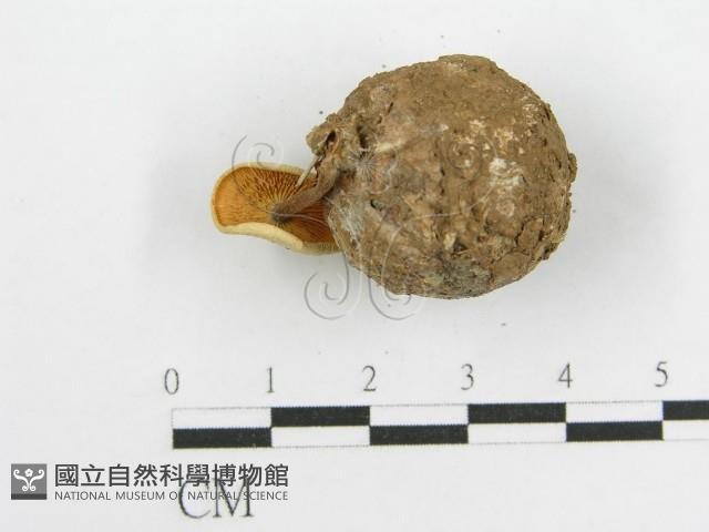 微皮傘屬藏品圖，第8張