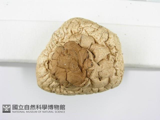 登錄號:F0003391藏品圖，第8張
