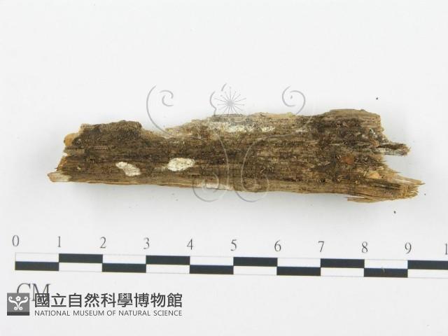 登錄號:F0003624藏品圖，第8張