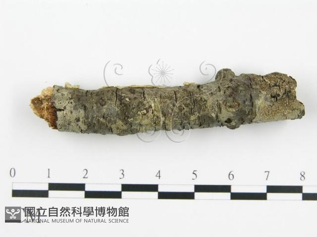 登錄號:F0010524藏品圖，第8張