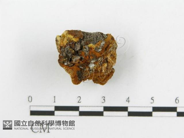 登錄號:F0017694藏品圖，第8張