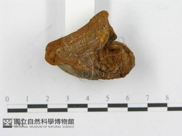 登錄號:F0016484藏品圖，第8張