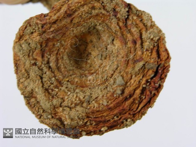登錄號:F0003334藏品圖，第8張