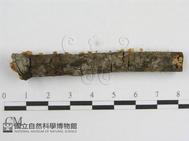 登錄號:F0005574藏品圖，第9張