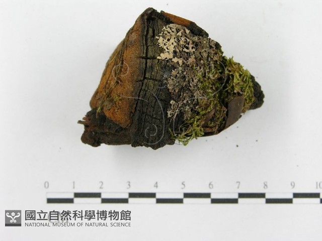 登錄號:F0014152藏品圖，第8張
