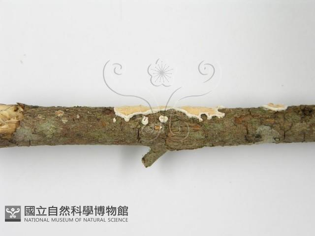 登錄號:F0015692藏品圖，第8張