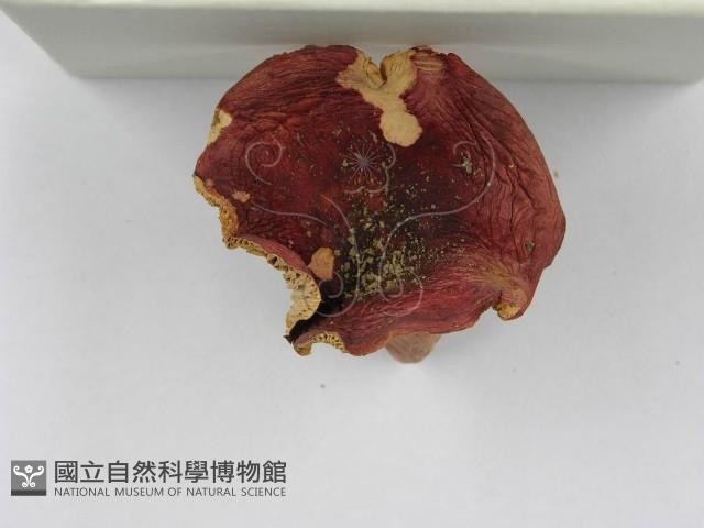 紅菇屬藏品圖，第8張