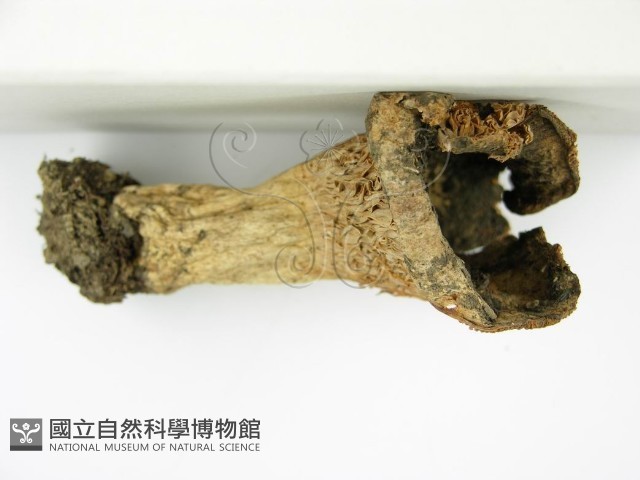 登錄號:F0003772藏品圖，第8張