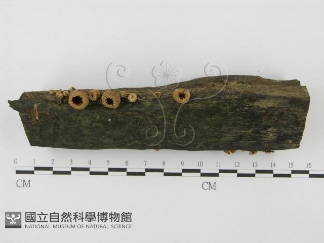 登錄號:F0001167藏品圖，第8張