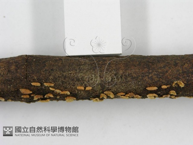 登錄號:F0003307藏品圖，第8張
