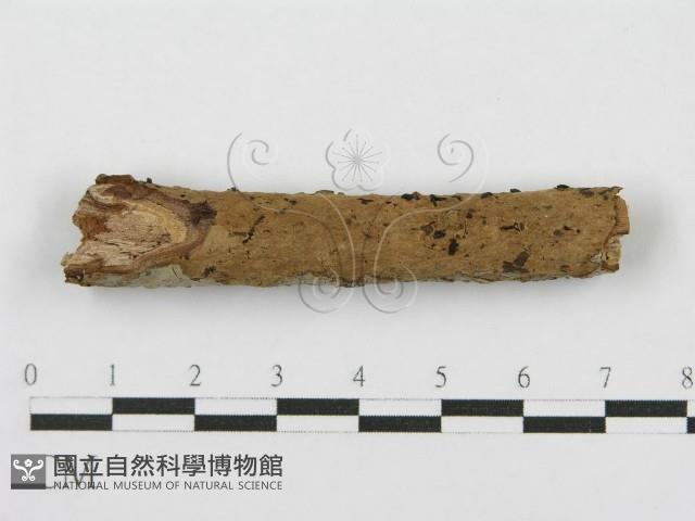 登錄號:F0012917藏品圖，第8張