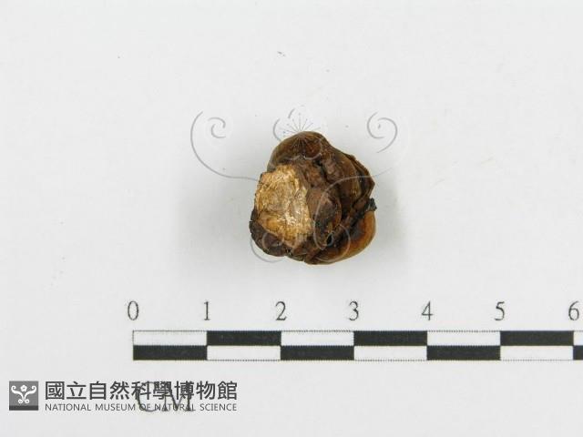 登錄號:F0017865藏品圖，第8張