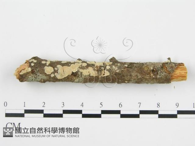 登錄號:F0010525藏品圖，第8張