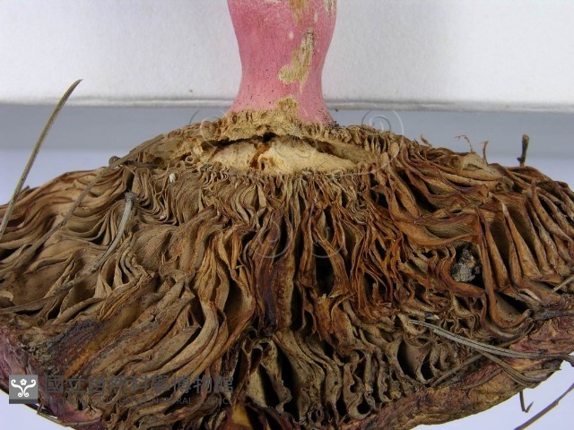登錄號:F0003755藏品圖，第8張