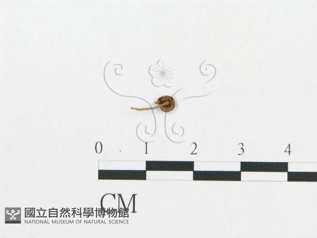 登錄號:F0019119藏品圖，第8張