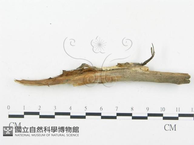 登錄號:F0019759藏品圖，第8張